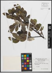Foto von Salix phylicifolia L.